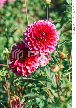 Magenta pink Dahlia pinnata or pompon, ball dahlia blooming in sunny autumn flower garden, flowerbed Magenta pink Dahlia pinnata or pompon, ball dahlia blooming in sunny autumn flower garden, flowerbed 140067145