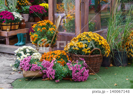 Autumn chrysanthemum flowers in wicker basket on wooden greenhouse background. Fall street decor 140067148