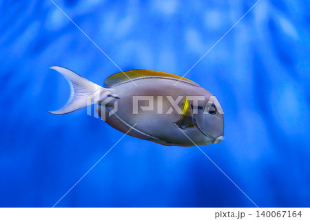 Brown surgeonfish, Acanthurus nigrofuscus nigrofuscus swimming in blue aquarium water background Brown surgeonfish, Acanthurus nigrofuscus nigrofuscus swimming in blue aquarium water background 140067164