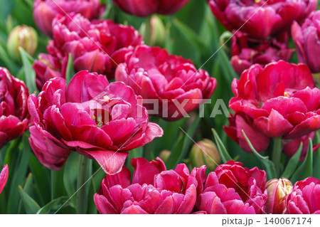Red double Tulipa gesneriana, burgundy peony flowered tulips blooming in garden flower bed in spring Red double Tulipa gesneriana, burgundy peony flowered tulips blooming in garden flower bed in spring 140067174