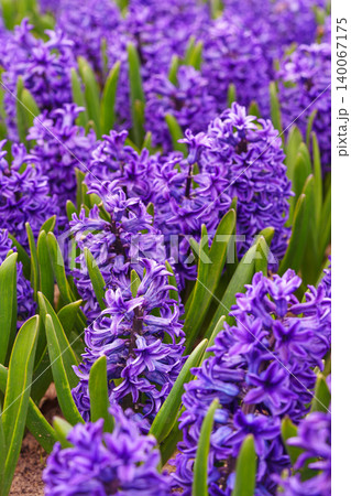 Blooming Hyacinthus orientalis, purple hyacinth flowers in spring garden, park or flowerbed Blooming Hyacinthus orientalis, purple hyacinth flowers in spring garden, park or flowerbed 140067175