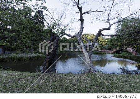 横浜市金沢区の称名寺の夕暮れ 140067273
