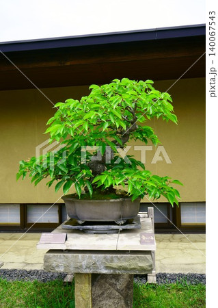 9668 盆栽 寒桜 BONSAI 9668 盆栽 寒桜 BONSAI 140067543