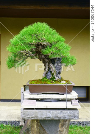 9669　盆栽　黒松　「瑞光」　BONSAI 140067544