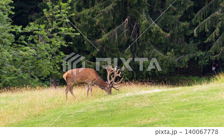 Male deer with large antlers grazing in a green meadow. Wild stag eating grass near a dark pine forest Male deer with large antlers grazing in a green meadow. Wild stag eating grass near a dark pine forest 140067778