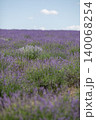 Field of lavender bushes under a clear blue sky 140068254