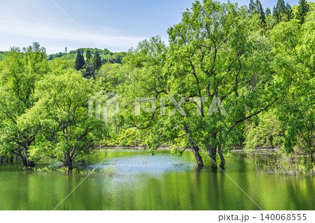 新緑の白川湖と水没林 山形県飯豊町 新緑の白川湖と水没林 山形県飯豊町 140068555