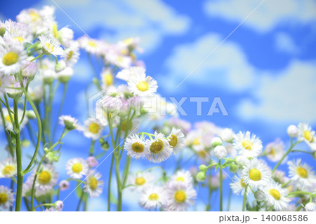 青空にハルジオンの花で背景素材 青空にハルジオンの花で背景素材 140068586