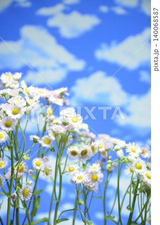 青空にハルジオンの花で背景素材 青空にハルジオンの花で背景素材 140068587