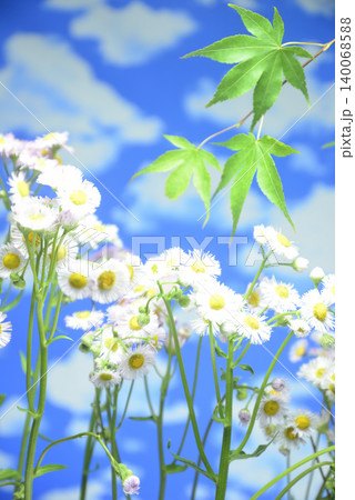 青空にハルジオンの花で背景素材 青空にハルジオンの花で背景素材 140068588