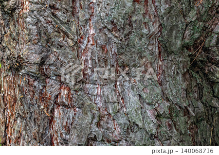 Black pine bark texture close-up with rugged fissured surface 140068716