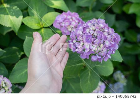 紫陽花に添えられた手 140068742