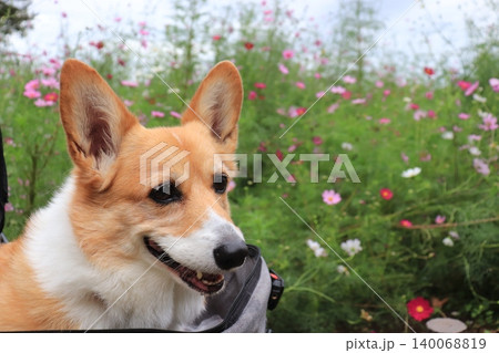 犬とコスモス 犬とコスモス 140068819