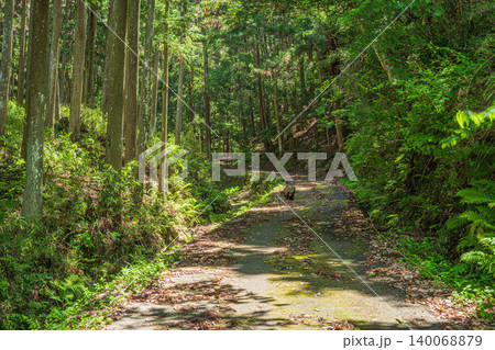 木漏れ日の針葉樹林　奈良県明日香村 140068879