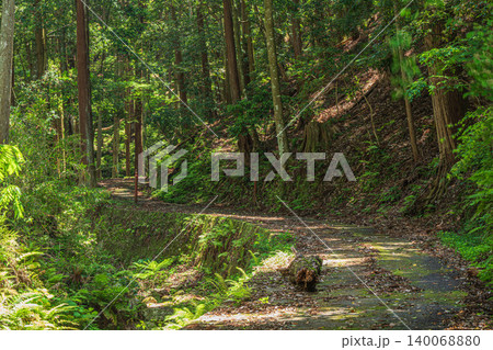 木漏れ日の針葉樹林 奈良県明日香村 木漏れ日の針葉樹林 奈良県明日香村 140068880