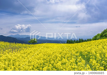 初夏に咲く菜の花 三ノ倉高原(スキー場)の花畑 福島県喜多方市 初夏に咲く菜の花 三ノ倉高原(スキー場)の花畑 福島県喜多方市 140068885