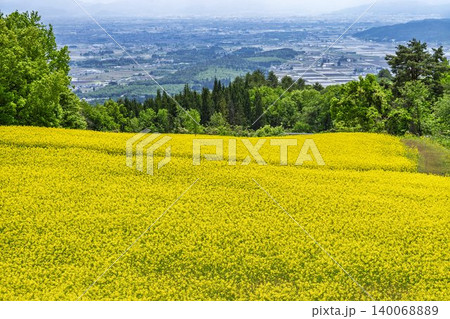 初夏に咲く菜の花　三ノ倉高原（スキー場）の花畑　福島県喜多方市 140068889