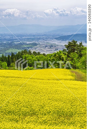 初夏に咲く菜の花 三ノ倉高原(スキー場)の花畑 福島県喜多方市 初夏に咲く菜の花 三ノ倉高原(スキー場)の花畑 福島県喜多方市 140068890