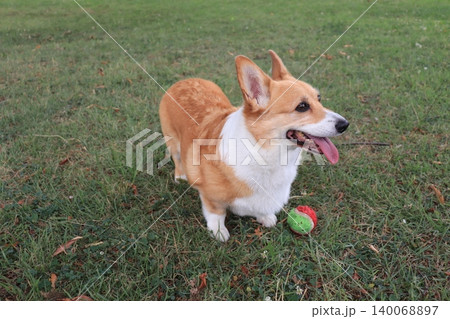 ボール遊びで休憩中の犬 140068897