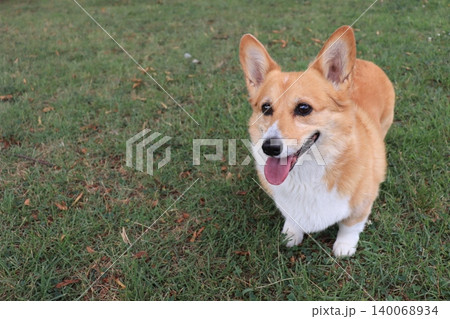 緑の中の犬 緑の中の犬 140068934