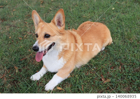 伏せをする犬 伏せをする犬 140068935