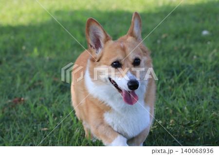 緑の中を歩く犬 緑の中を歩く犬 140068936