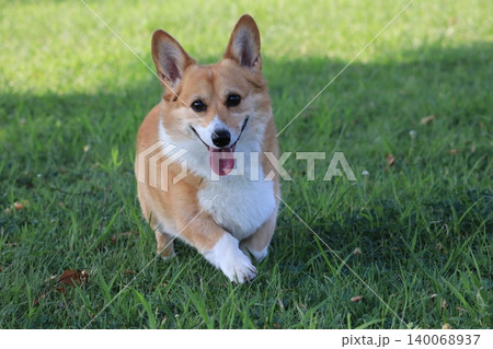 緑の中を歩いてくる犬 緑の中を歩いてくる犬 140068937