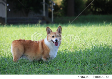 緑の中で振り向く犬 緑の中で振り向く犬 140068938