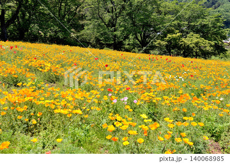 埼玉県秩父市長瀞町に有る長瀞花の里のハナビシソウ 埼玉県秩父市長瀞町に有る長瀞花の里のハナビシソウ 140068985