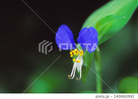あちこちで見かけるツユクサの花のアップ写真はかわいらしい 140068992