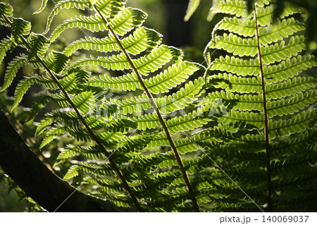 シダの葉が生い茂るシダ シダの葉が生い茂るシダ 140069037