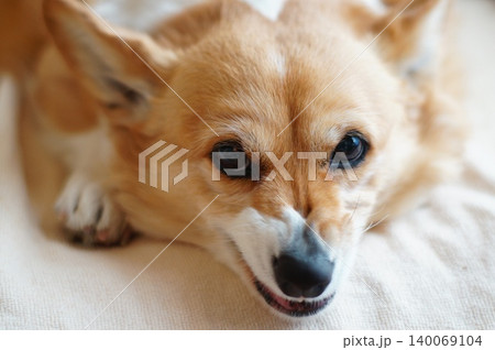 唸る犬 唸る犬 140069104