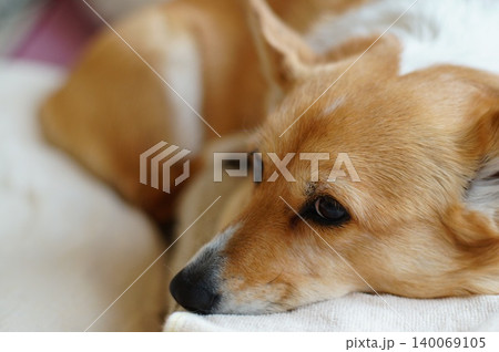 布団の上の犬 布団の上の犬 140069105