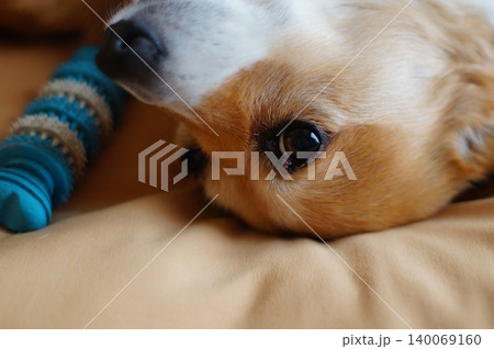 オモチャと犬 オモチャと犬 140069160