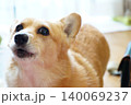コーギー 140069237