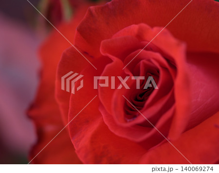 5月に美しく咲いた紅いバラの花「賛歌（サンカ）」 140069274