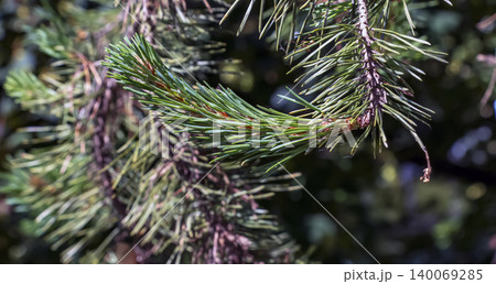 Scots pine needles and young shoots on conifer branch Scots pine needles and young shoots on conifer branch 140069285