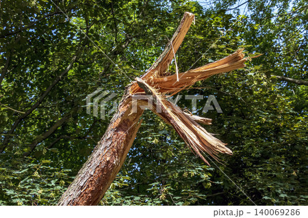 Broken Scots pine trunk with splintered wood after damage Broken Scots pine trunk with splintered wood after damage 140069286