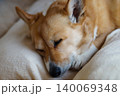 眠る犬 140069348