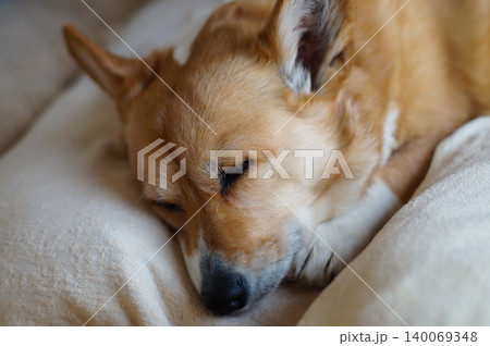 眠る犬 眠る犬 140069348