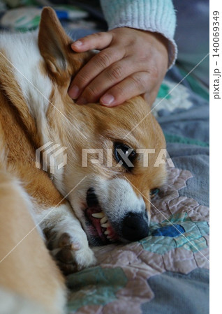 怒った犬 怒った犬 140069349