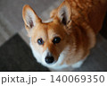 見つめる犬 140069350