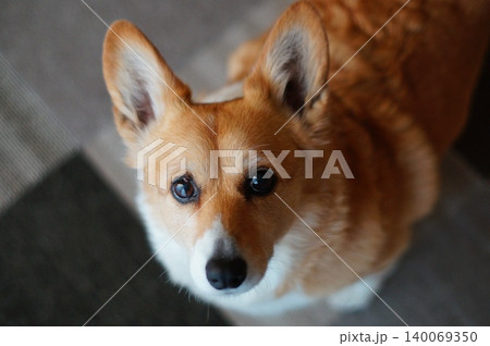 見つめる犬 見つめる犬 140069350