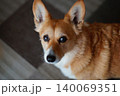見つめる犬 140069351