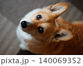 見上げる犬 140069352