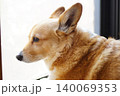 外を見るコーギー 140069353