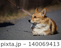 伏せをして横を向く犬 140069413