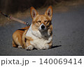 目をつぶった犬 140069414
