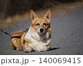 伏せをしている犬 140069415