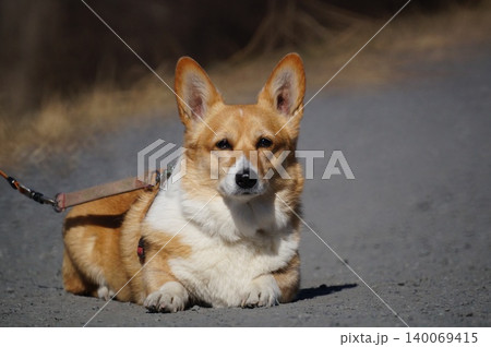 伏せをしている犬 伏せをしている犬 140069415